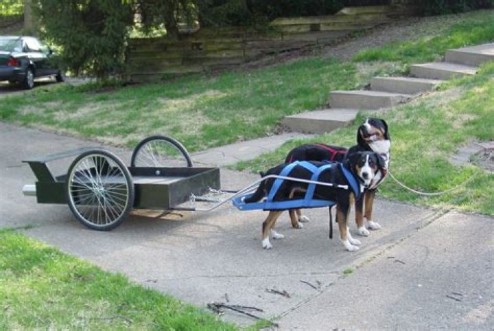 Are carts good for dogs?