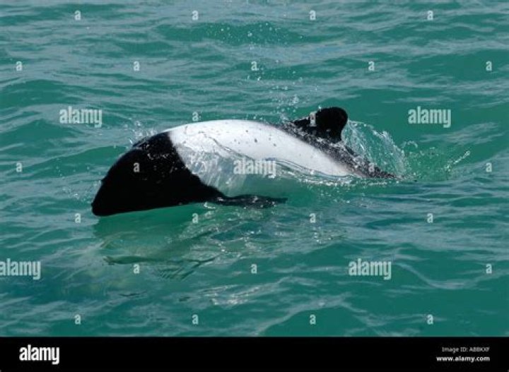 Are Commerson dolphin endangered?