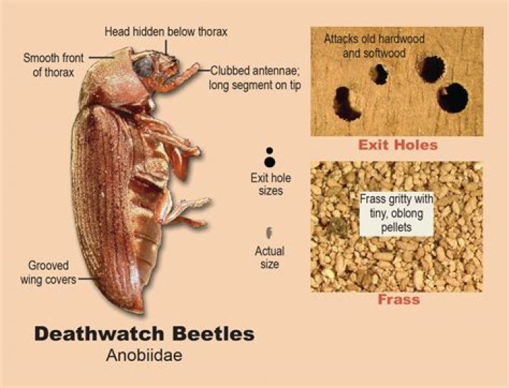 Are deathwatch beetles poisonous?