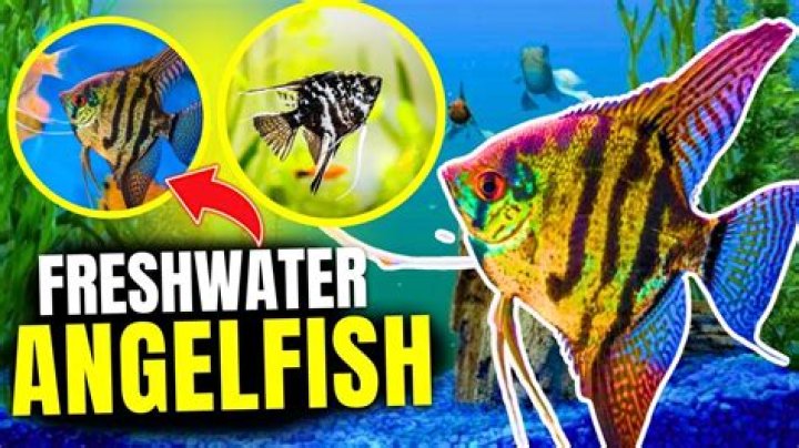 Are freshwater angelfish hard to take care of?