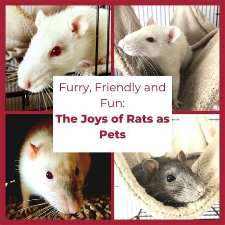 Are giant rats friendly?