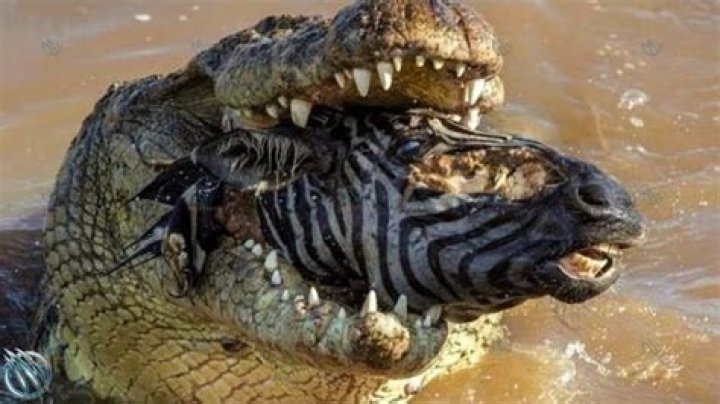Are lions afraid of crocodiles?