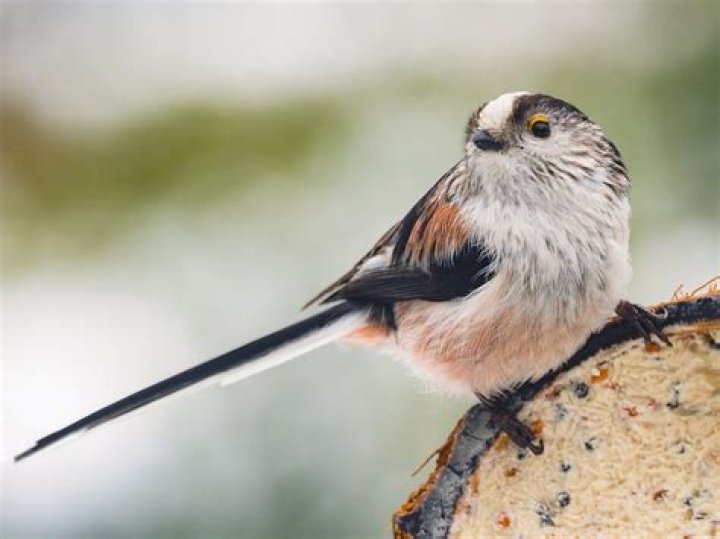 Are long-tailed tits true tits?