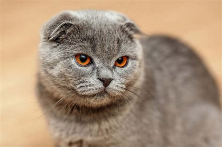 Are Scottish folds short?