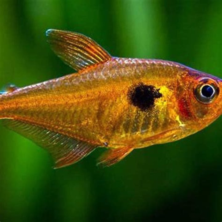 Are Serpae Tetras aggressive fish?