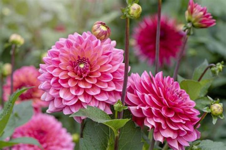 Are Starsister dahlias perennials?