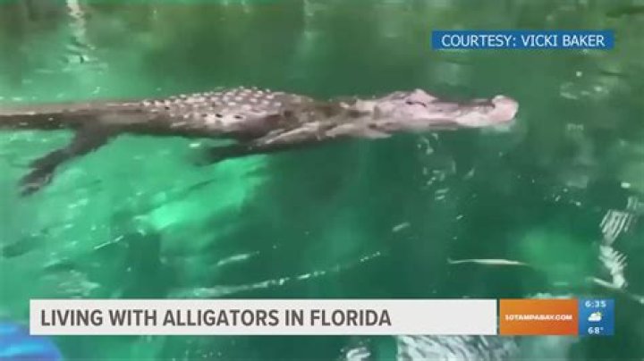 Are there alligators in Turkey Creek Niceville Florida?