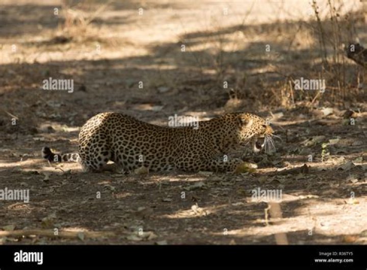 Are there cheetah in South Luangwa?