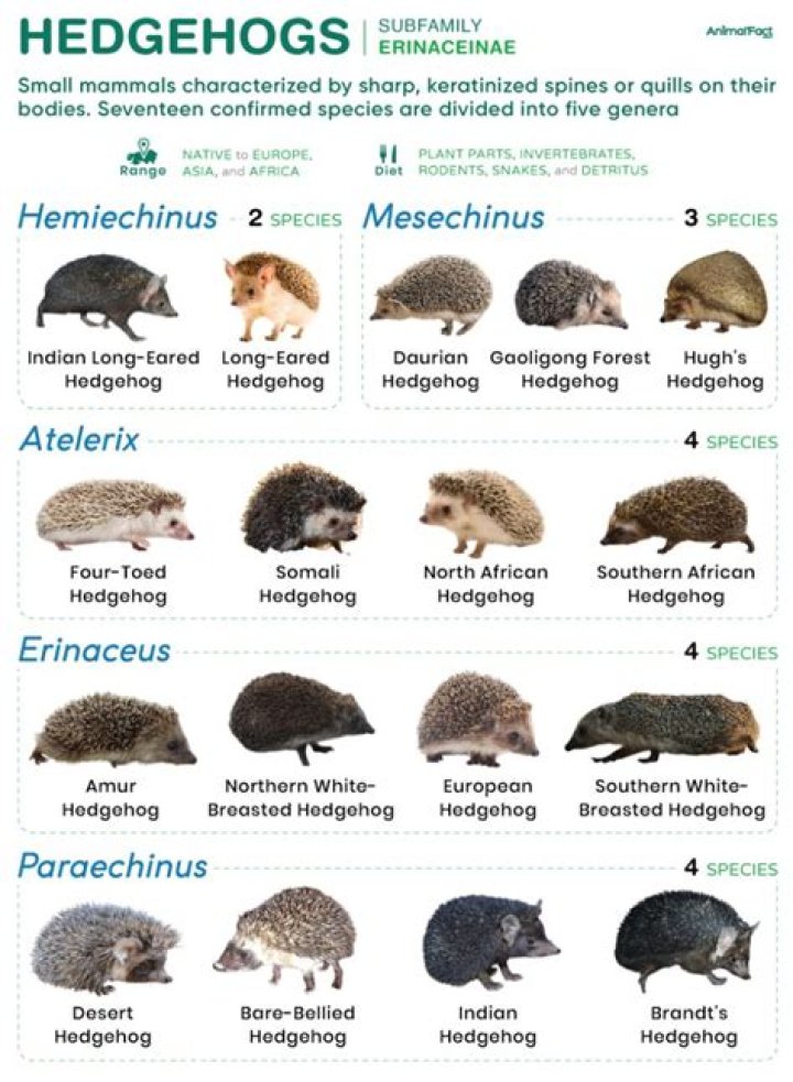 Are there hedgehogs in MN?
