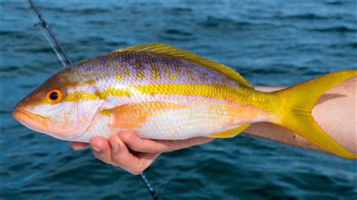 Are yellowtail rockfish good to eat?