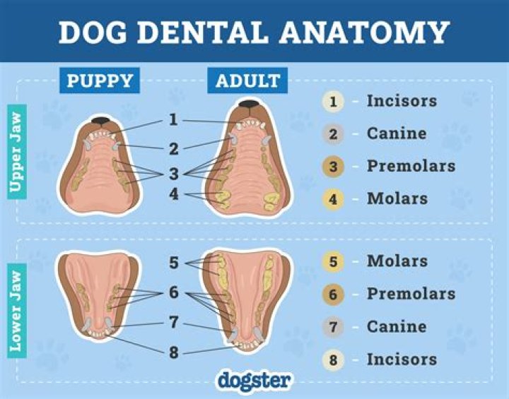 At what age should a dog have all its adult teeth?