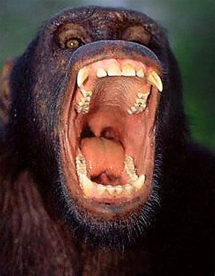 Can a Bili Ape kill a lion?