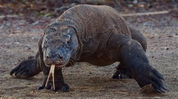 Can a Komodo dragon kill anything?