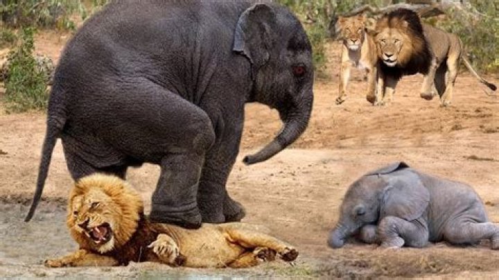 Can elephants fight off lions?