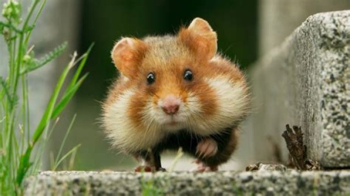 Can hamsters be found in the wild?
