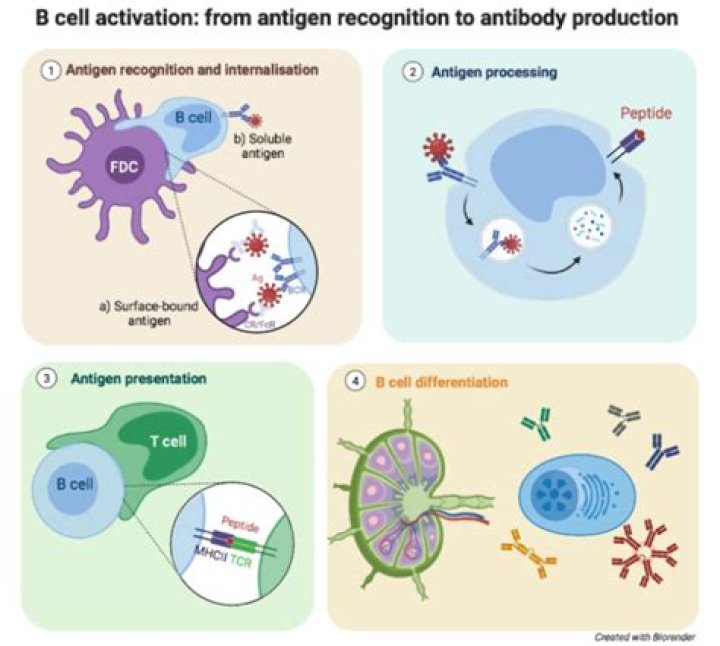 Can haptens be recognized by B cells?