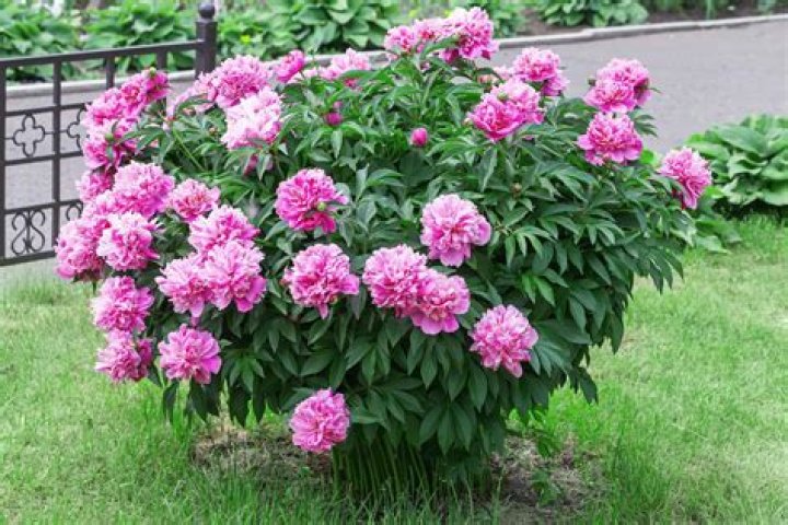 Can I grow peonies in the Bay Area?