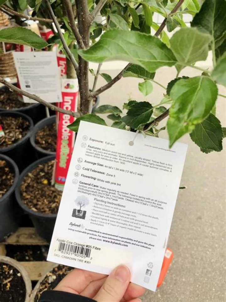 Can I plant apple trees now?