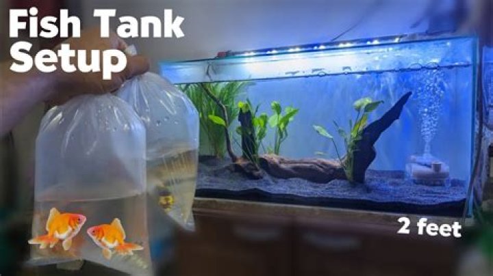Can I put magnets in my fish tank?