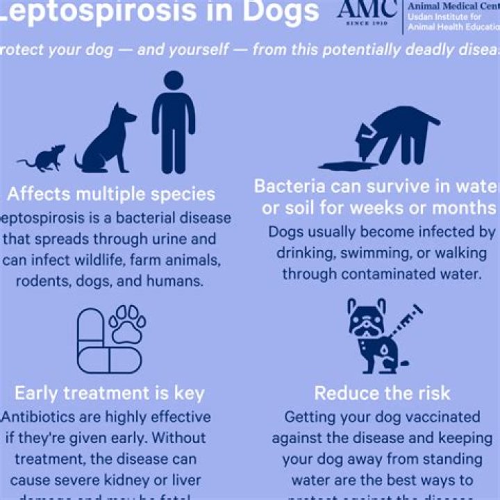 Can leptospirosis in dogs be cured?