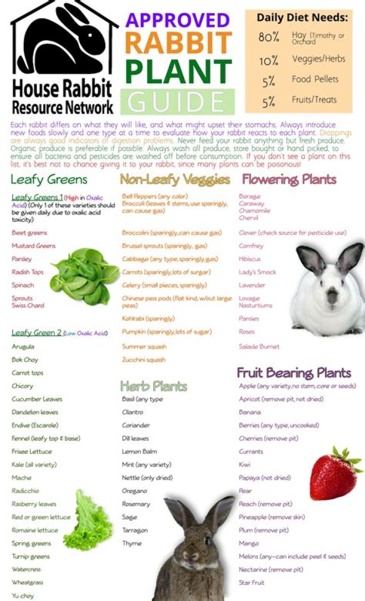 Can rabbits eat Berseem?