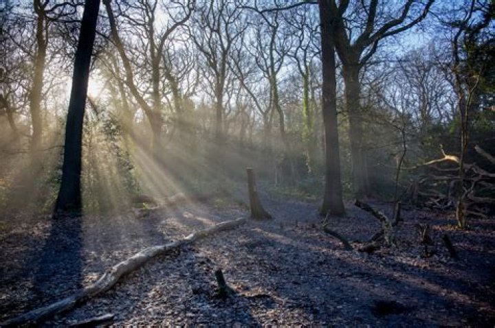 Can you cycle in Dulwich Wood?