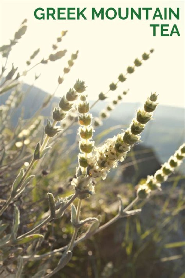 Can you drink Greek mountain tea everyday?
