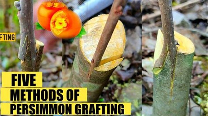 Can you graft persimmon tree?