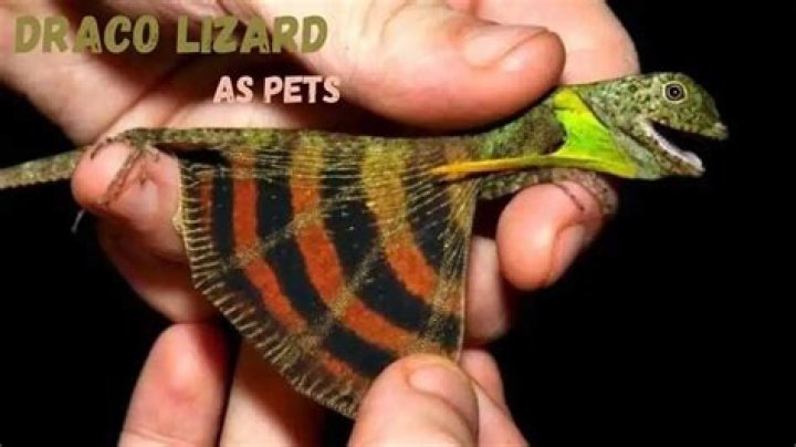 Can you have a Draco Volans as a pet?