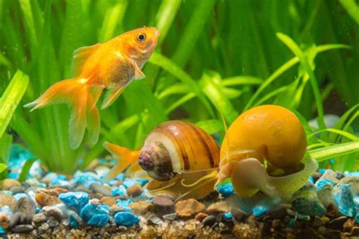Can you have an algae eater with goldfish?