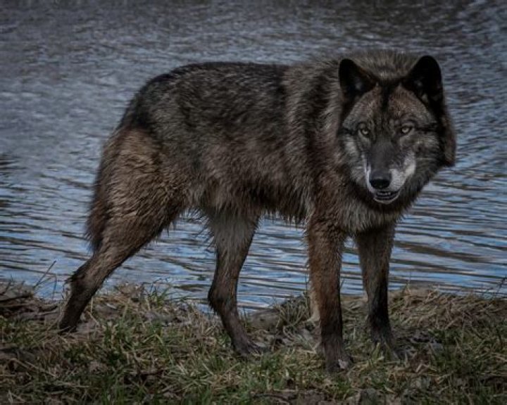 Can you legally own a wolf hybrid?