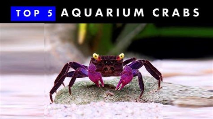 Can you put crabs in a fish tank?