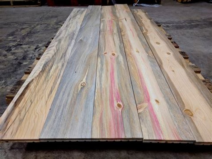 Can you stain beetle kill pine?