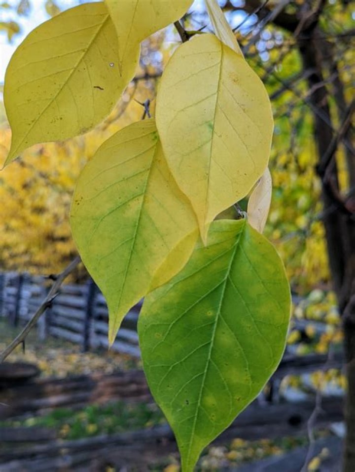 Can you use orange tree leaves for tea?