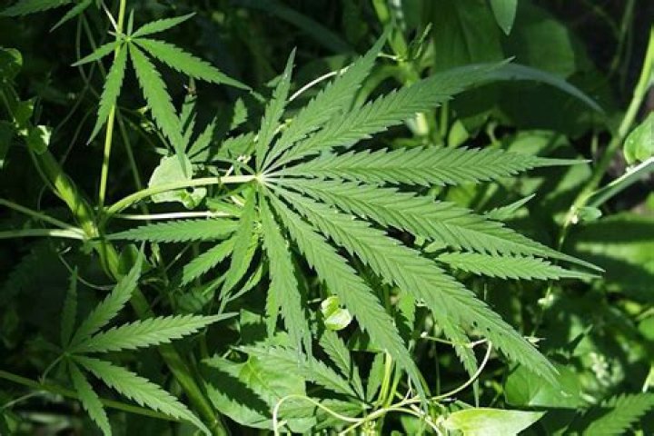 Did you know facts about hemp?