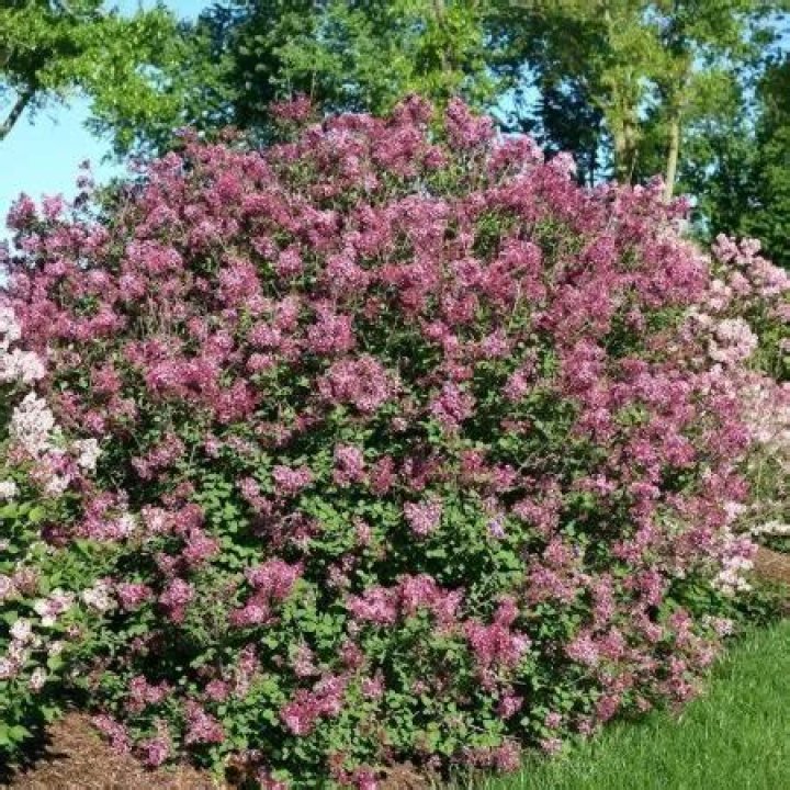 Do Bloomerang lilacs really rebloom?