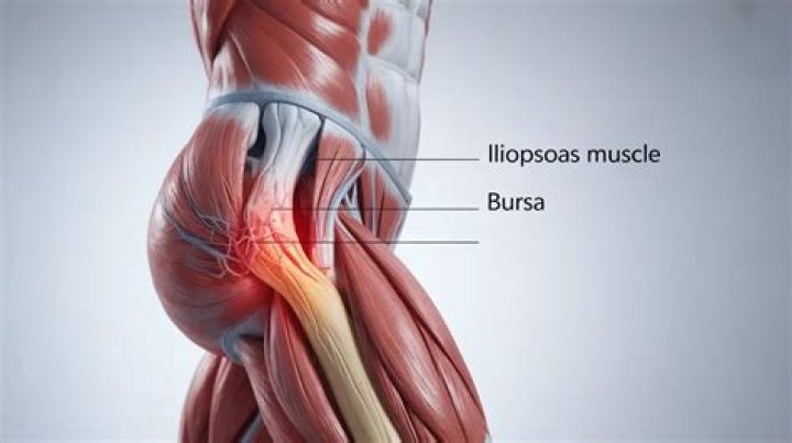 Do bursa sacs regenerate?