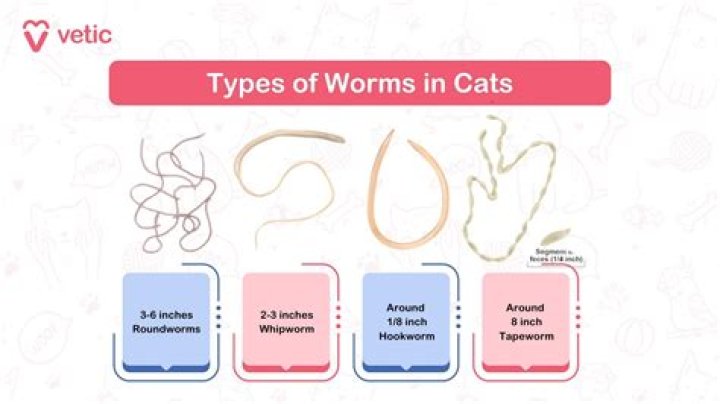 Do cats act weird when they have worms?