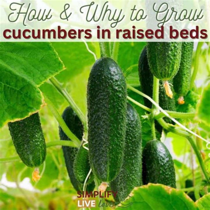 Do cucumbers do well in raised beds?