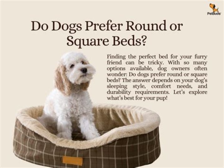 Do dogs prefer round beds?