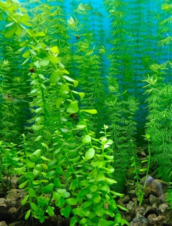 Do fish eat Bacopa caroliniana?