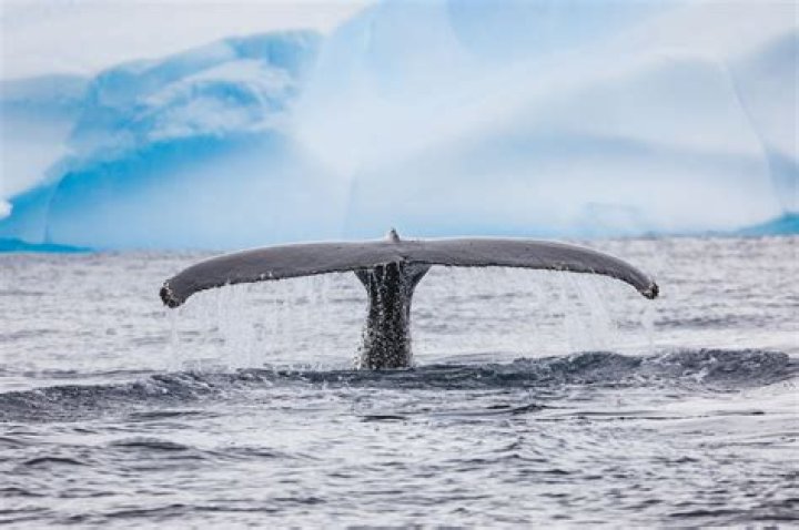 Do humpback whales migrate in winter?