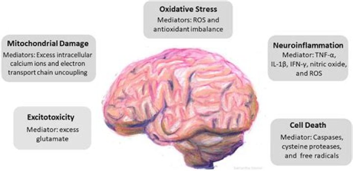 Do mortars cause brain damage?