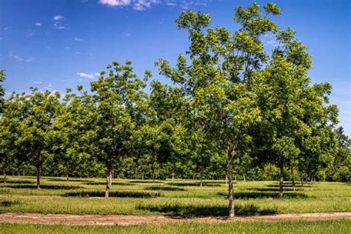 Do pecan trees grow well in Texas?
