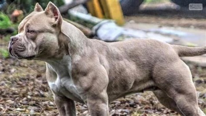 Do pitbulls like weight pulling?