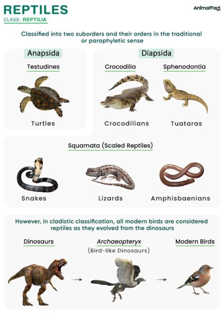 Do reptiles use insulin?