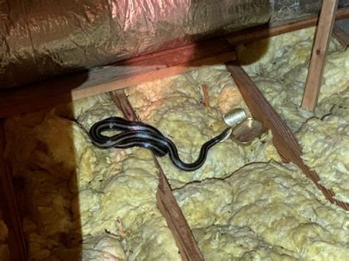 Do snakes get into houses in Arizona?
