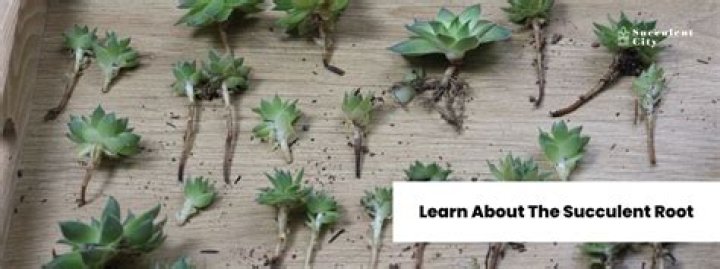 Do succulents have foliage?