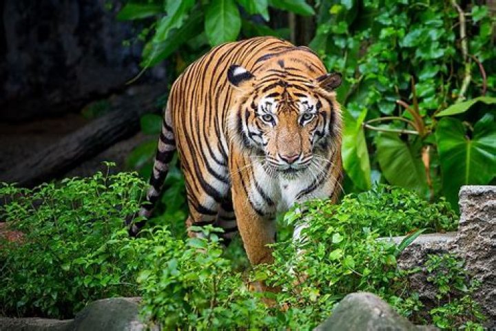 Do tigers live in the jungles of Asia?