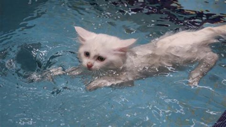Do Turkish Van cats like to swim?